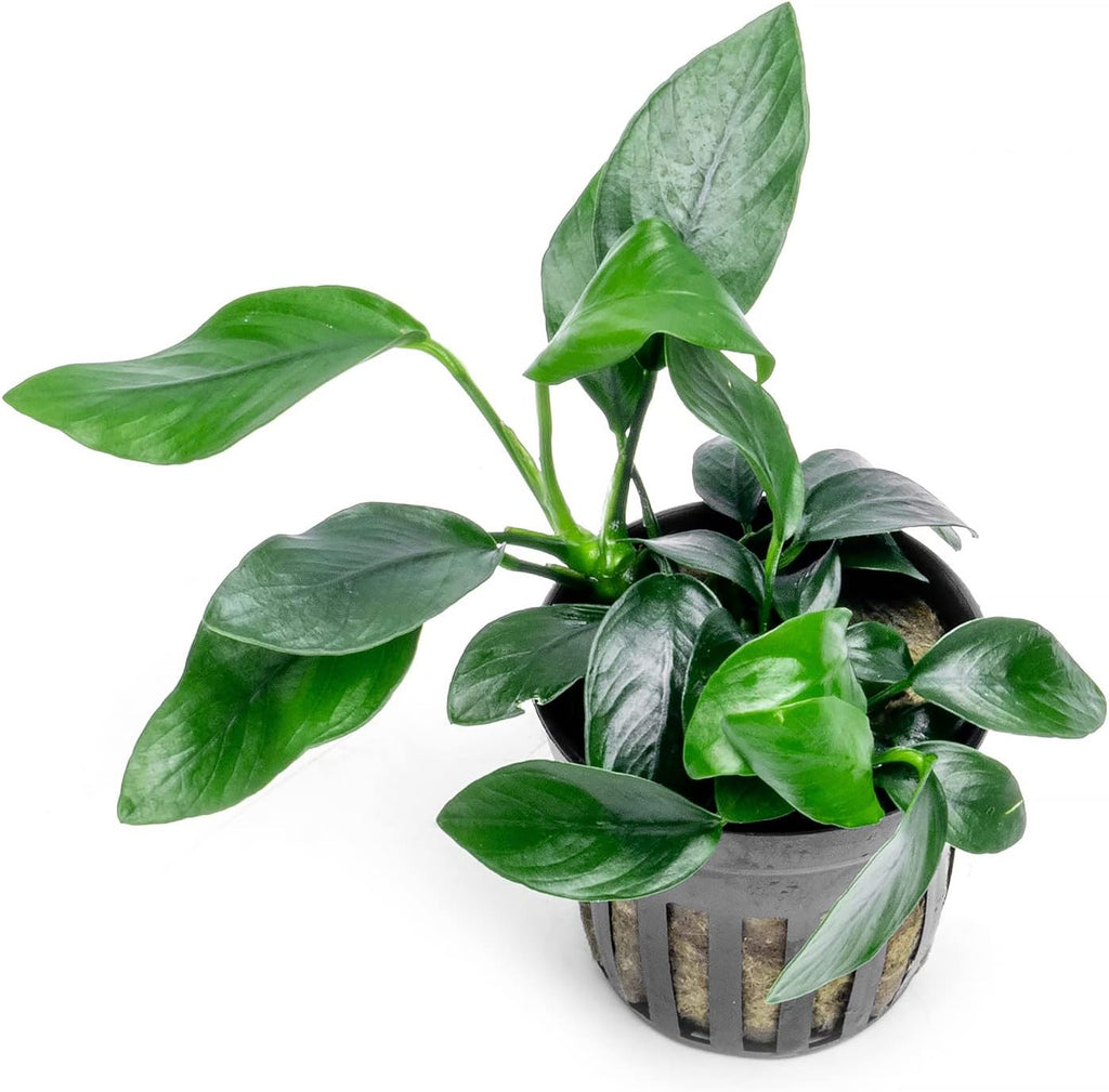 Anubias Live Aquarium Plants - Potted Freshwater Plant for Fish Tanks, Terrariums - Beginner Friendly Low Light (Spear Leaf, 5 Pots)