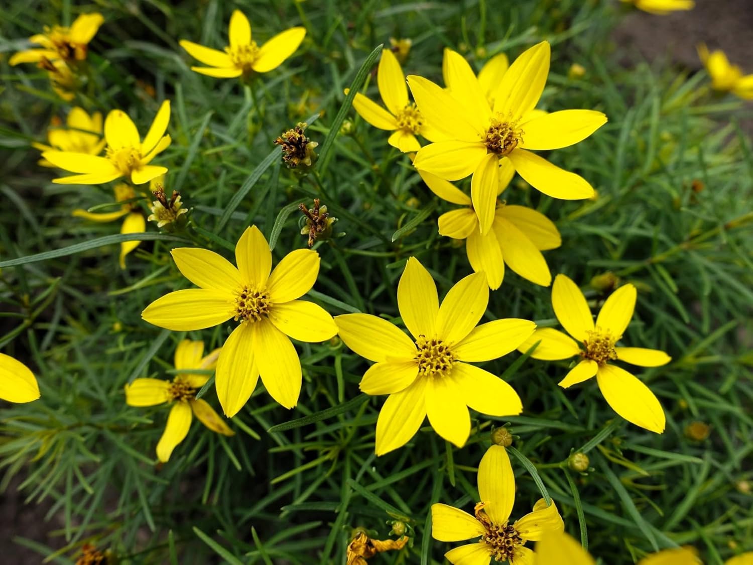Greenwood Nursery: Live Perennial Plants - Nana Mouse Ear Tickseed + Coreopsis Auriculata - [Qty: 3X Pint Pots] - (Click for Other Available Plants/Quantities)