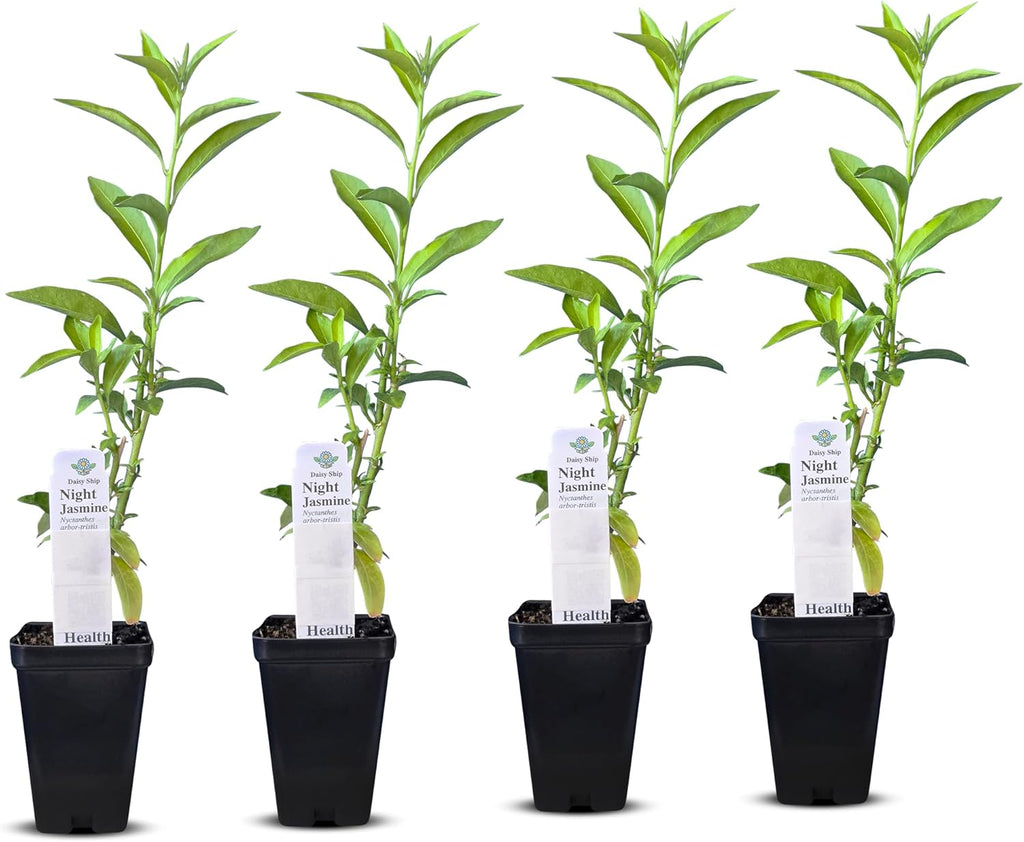 Night Blooming Jasmine Live Plant - Cestrum Nocturnum. Fragrant Flowering Shrub for Garden, Patio or Window (4 ngt.jas Cups)