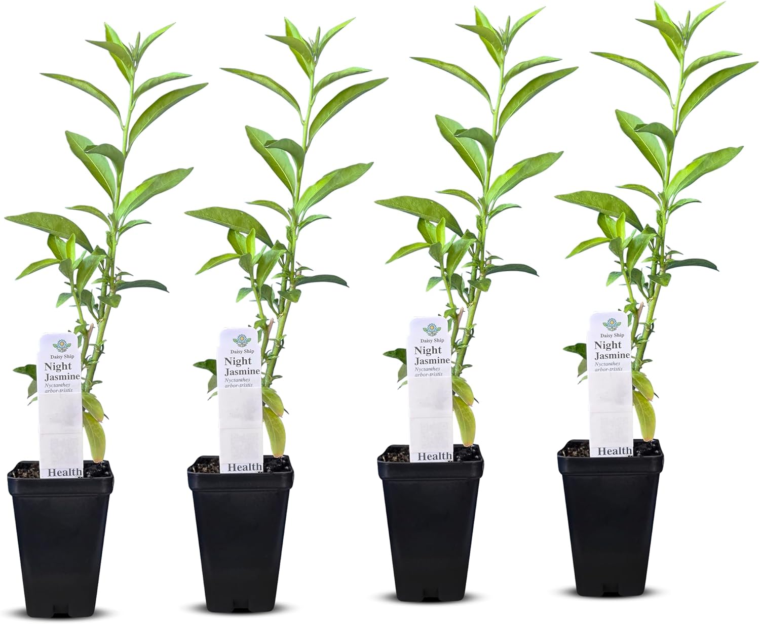 Night Blooming Jasmine Live Plant - Cestrum Nocturnum. Fragrant Flowering Shrub for Garden, Patio or Window (4 ngt.jas Cups)