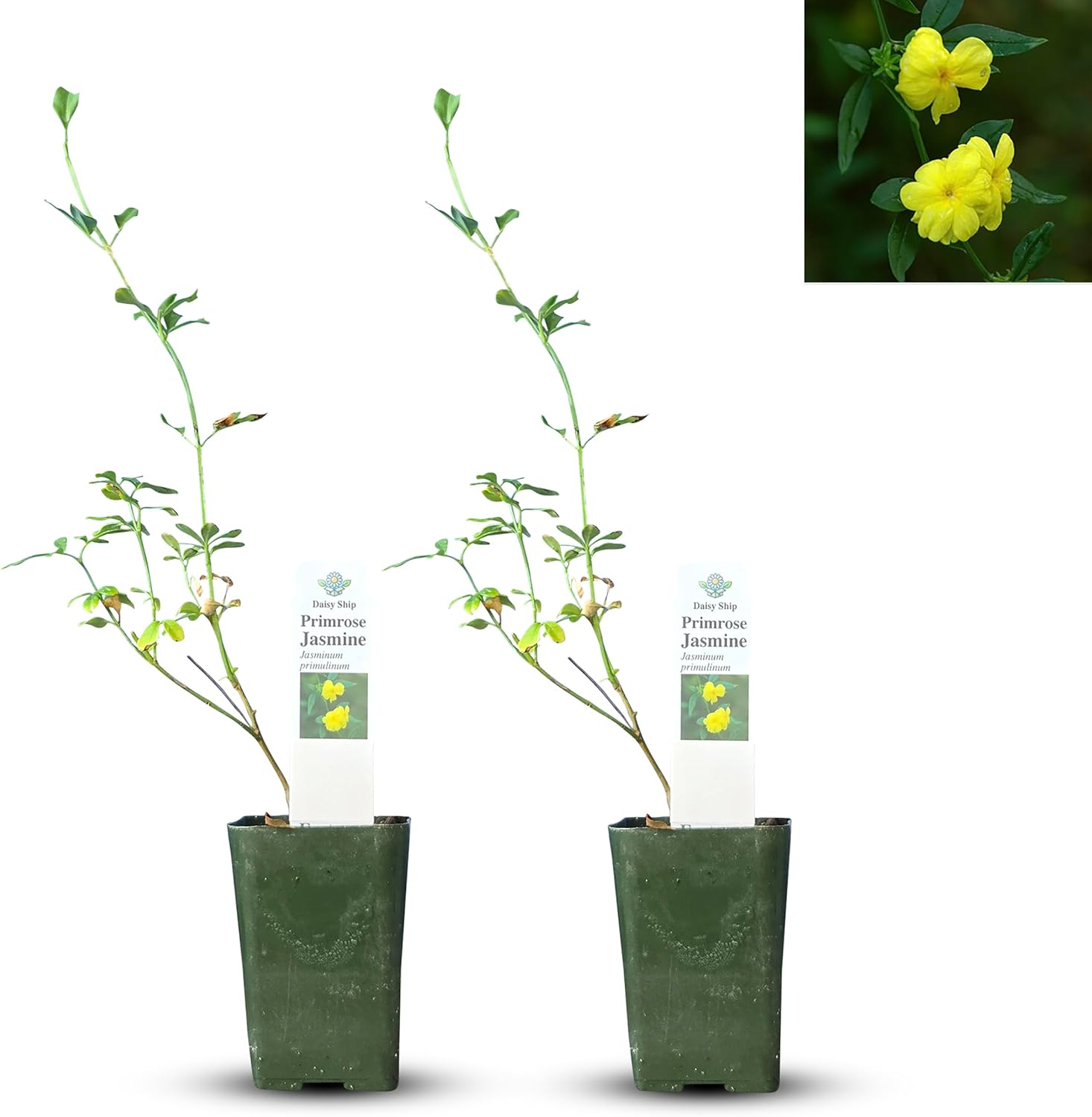 Primrose Jasmine (Jasminum Mesnyi) Live Plant - Fragrant Yellow Blooms. Japanese, Chinese, Asian. Indoor, Outdoor Shrub (4 prim jas Cups)
