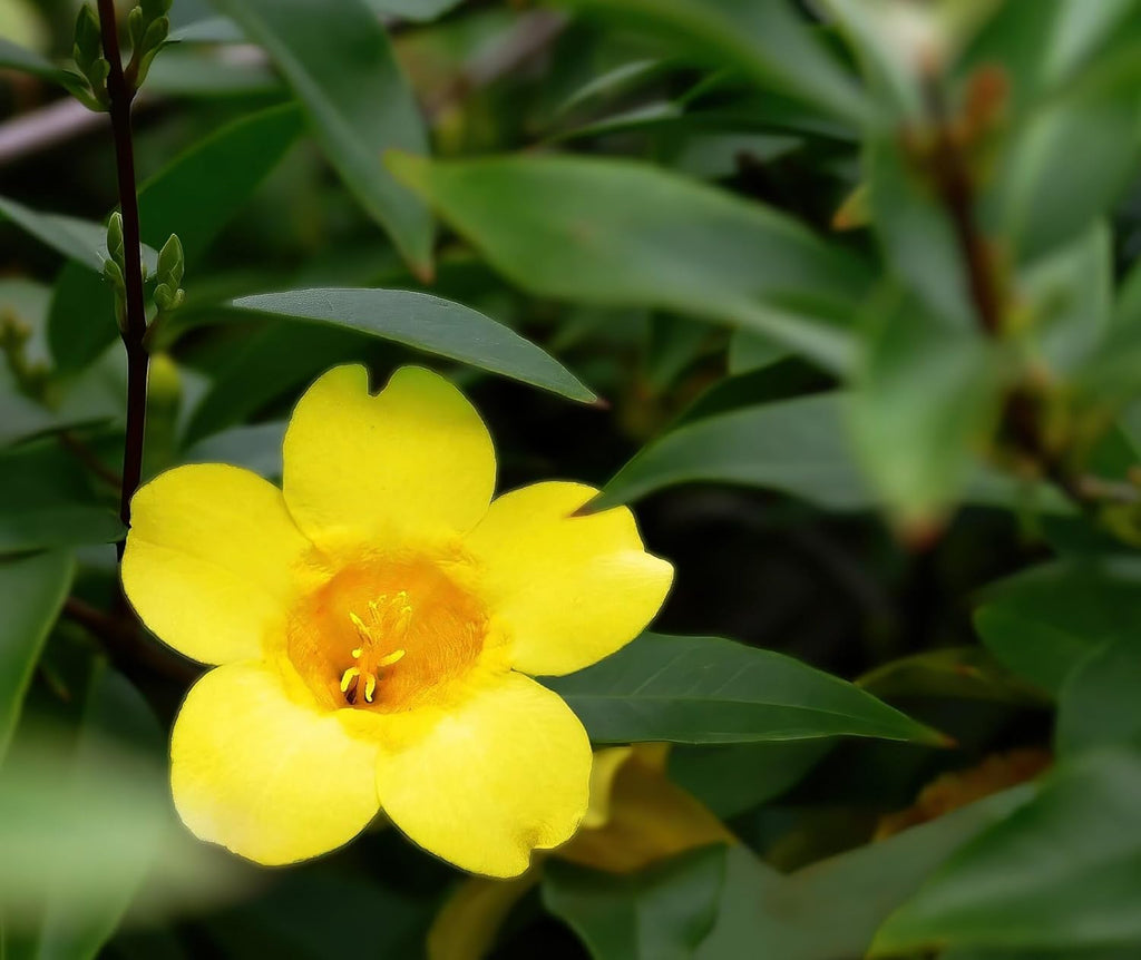 Carolina Jasmine Plant, Live Evergreen Vine, Fragrant Yellow Blooms, Fast Growing Climber for Trellis, Fences, or Arbors - Gelsemium sempervirens - 4 Cups