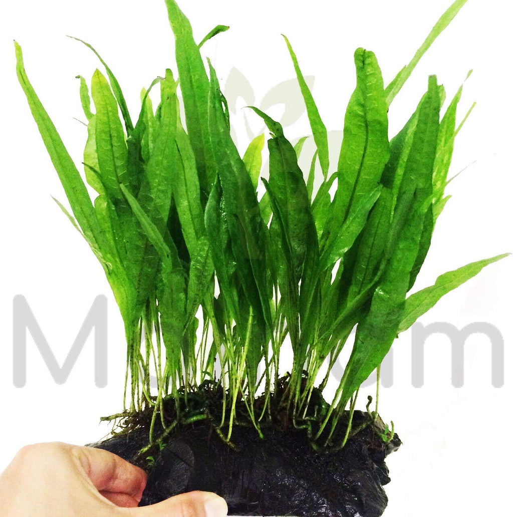 Mainam Java Fern on Driftwood (5-6 Inch) | Microsorum Pteropus Freshwater Easy Low Light Live Aquarium Plant Decorations 3 Days Guarantee