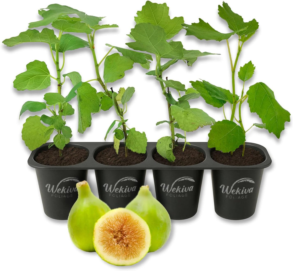 Lattarula Fig Tree - 4 Live Starter Plants - Ficus Carica - Edible Fruit Tree for The Patio and Garden