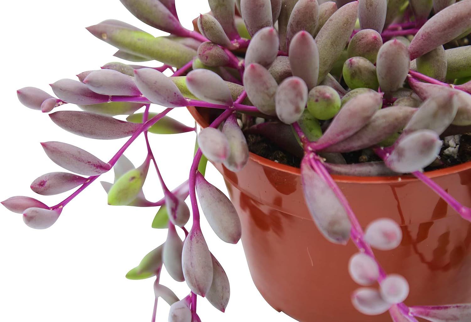 Live Succulent 4" Othonna Capensis Ruby Necklace, Succulents Plants Live, Succulent Plants Fully Rooted, House Plant for Home Office Decoration, DIY Projects, Party Favor Gift by The Succulent Cult