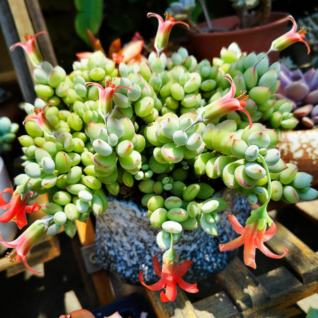 4" Cotyledon Pendens in White Stripe Pot, Live Succulent Rare House Plant for Home Office Wedding Indoor Outdoor Decoration, DIY Projects, Party Favor