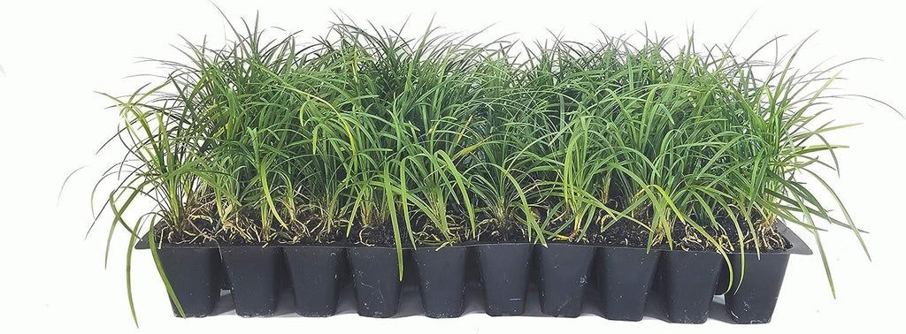 Mondo Grass - 20 Live Plants - Ophiopogon Japonicus - Live Evergreen Groundcover Plants - Shade Loving