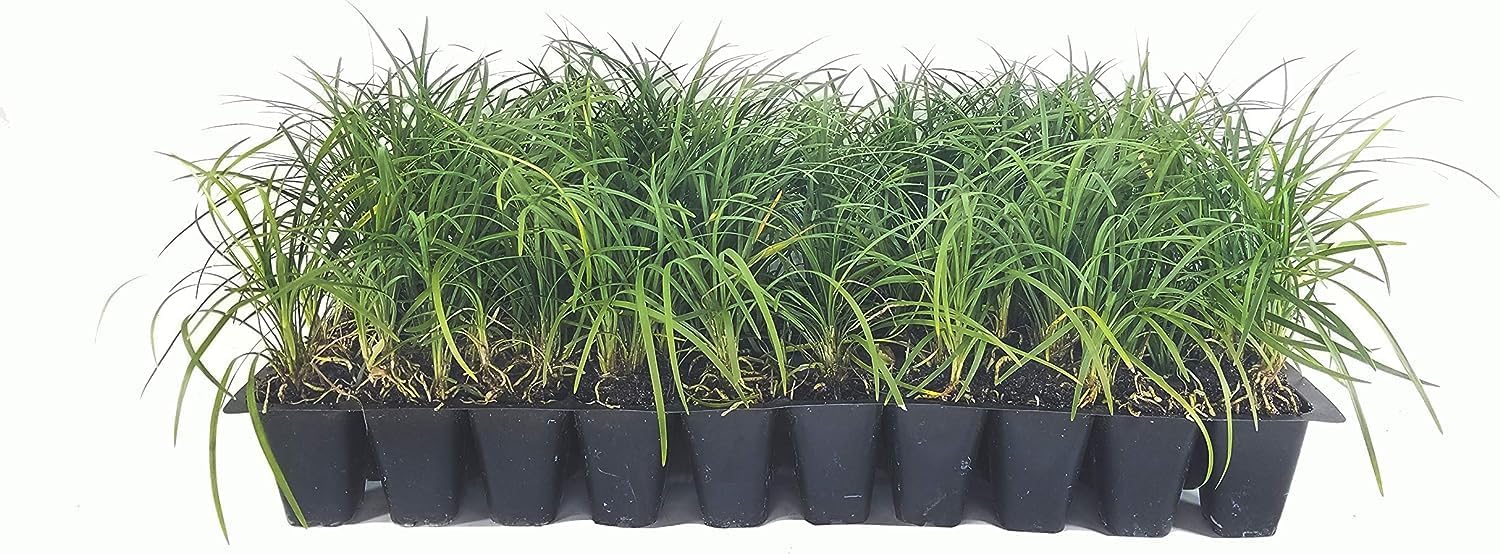 Mondo Grass - 20 Live Plants - Ophiopogon Japonicus - Live Evergreen Groundcover Plants - Shade Loving