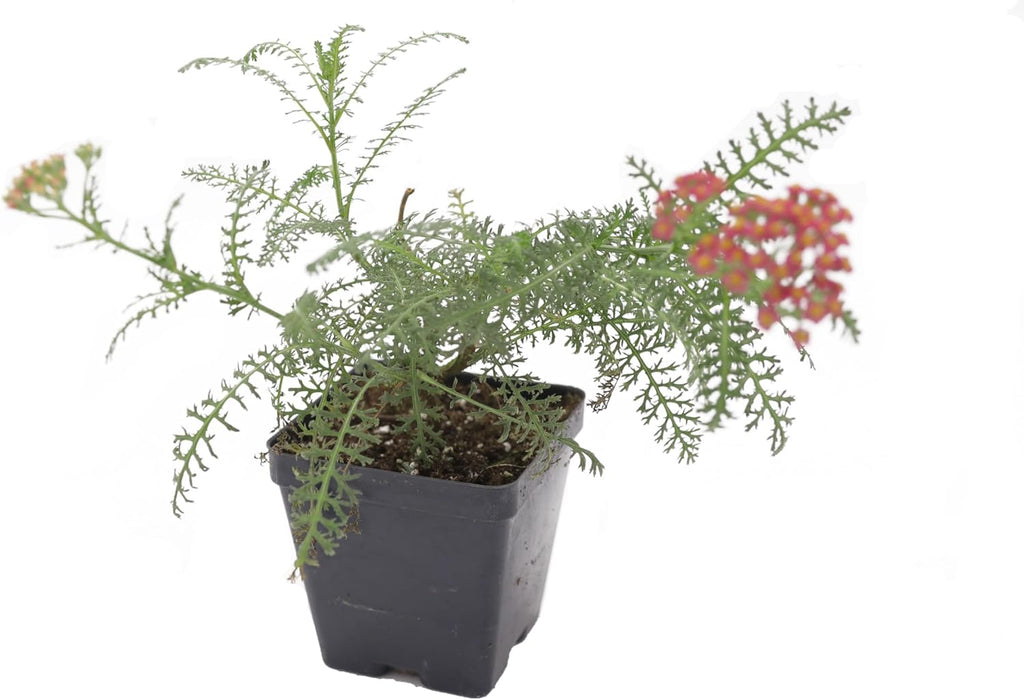 Greenwood Nursery: Live Perennial Plants - Achillea New Vintage Red Yarrow - [Qty: 10x Pint Pots] - (Click for Other Available Plants/Quantities)