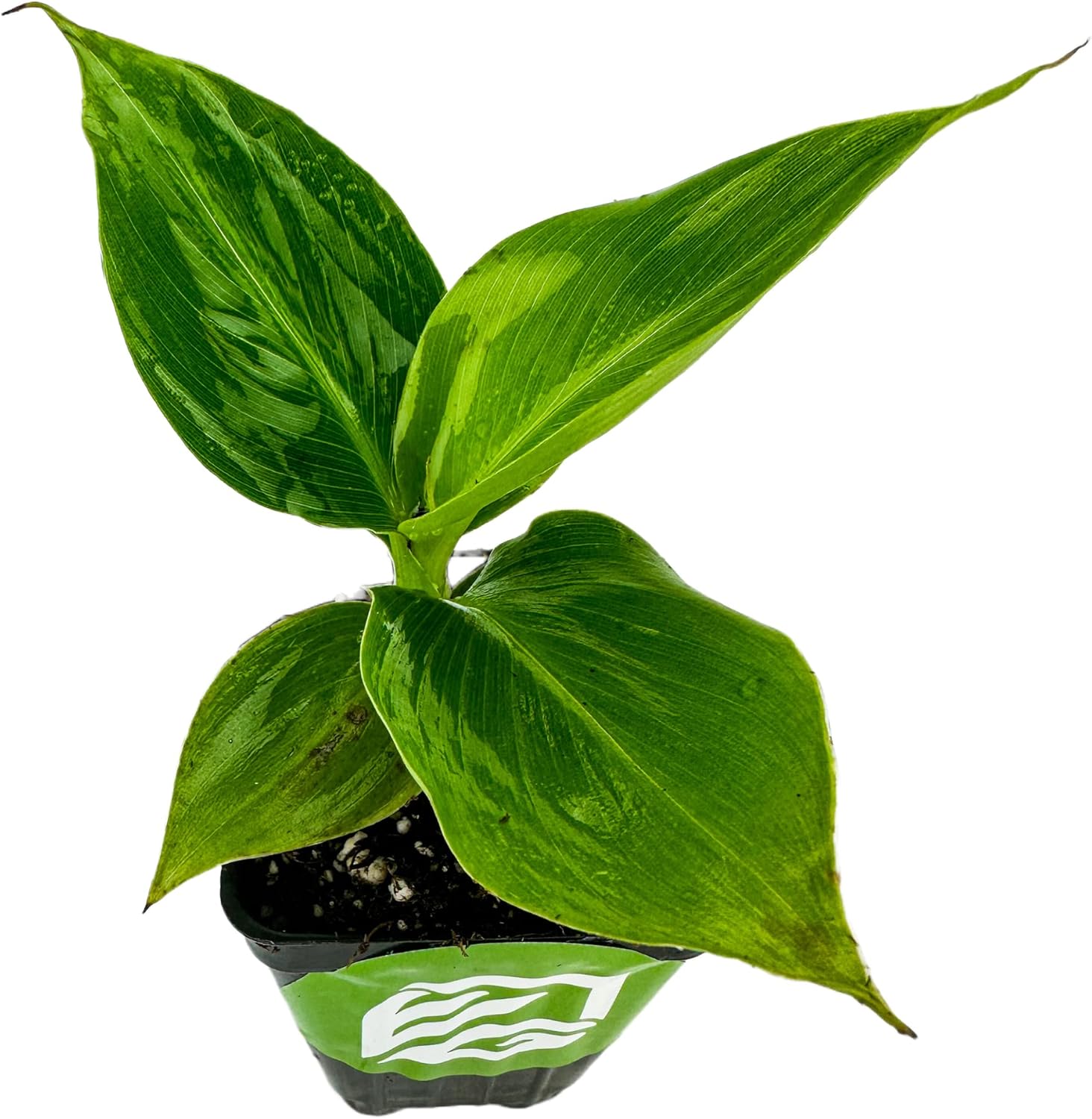 Little Prince Banana - Musa 'Little Prince' by Wellspring Gardens - Ornamental Tropical Beauty for Container Gardening and Indoors - Small Banana Live Plant