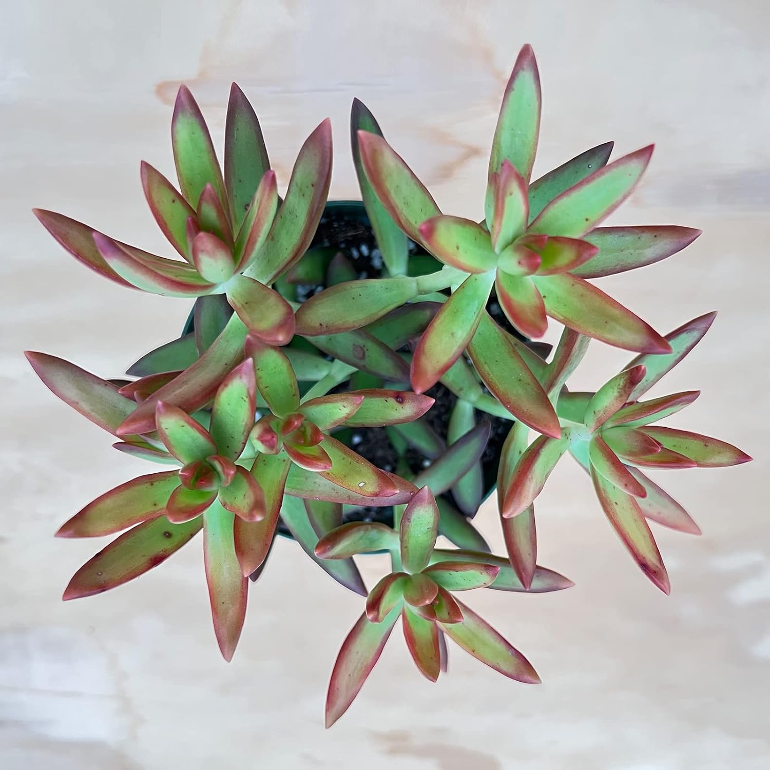 Sprout N Green Sedum Adolphi 'Firestorm', Live Succulent Fully Rooted in 4 inch Nursery Planter Pots with Soil, House Plant for Home Office Wedding Decoration DIY Projects Party Favor