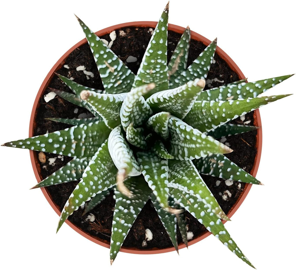 Sprout N Green Haworthiopsis fasciata 'Big Band', Live Succulent Fully Rooted in 4" Pots, Rare House Plant for Home Office Indoor Outdoor Wedding Decoration, DIY Projects, Party Favor