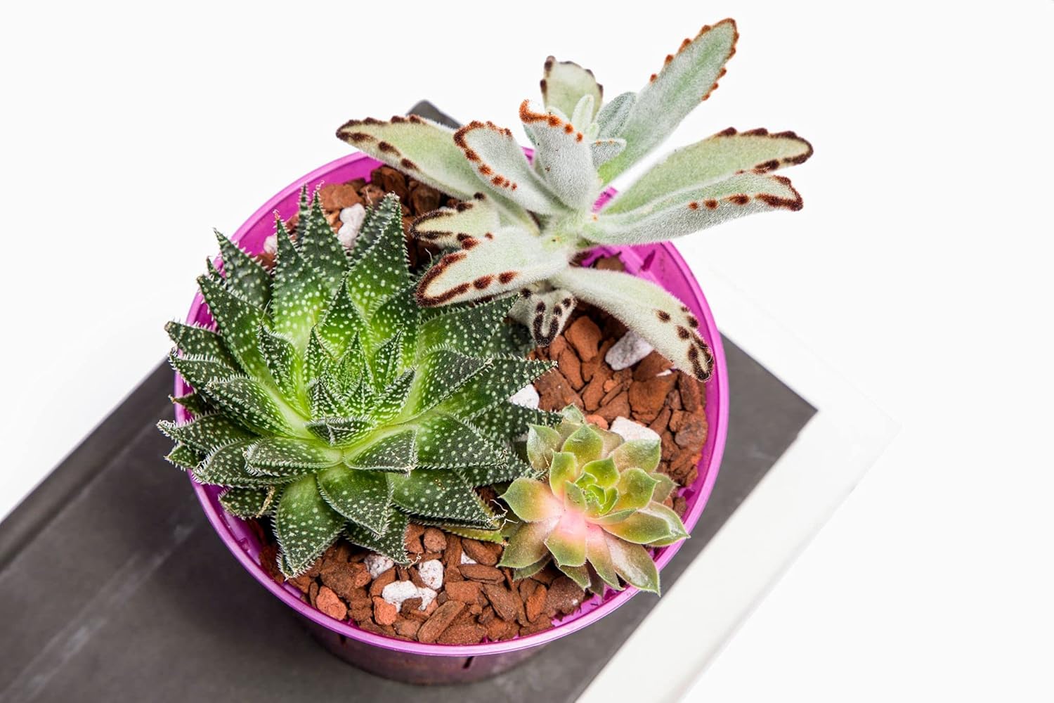 rePotme Cactus & Succulent Food - Feed ME! Fertilizer (8 Oz), Makes 96 Gallons of Fertilizer