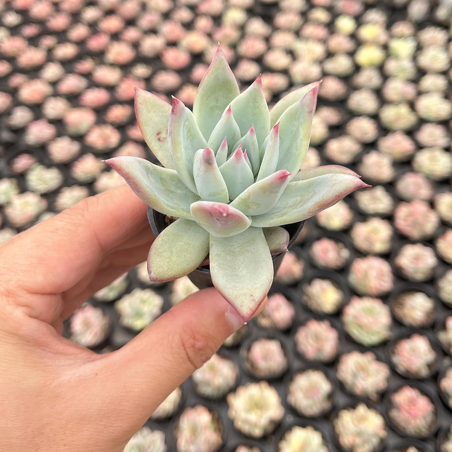 2" Rare Succulent Echeveria Colorata VAR. Brandtii, Live Succulents Plants Fully Rooted in Grower Pots, Unique Gift for Wedding Favor, Party Favor