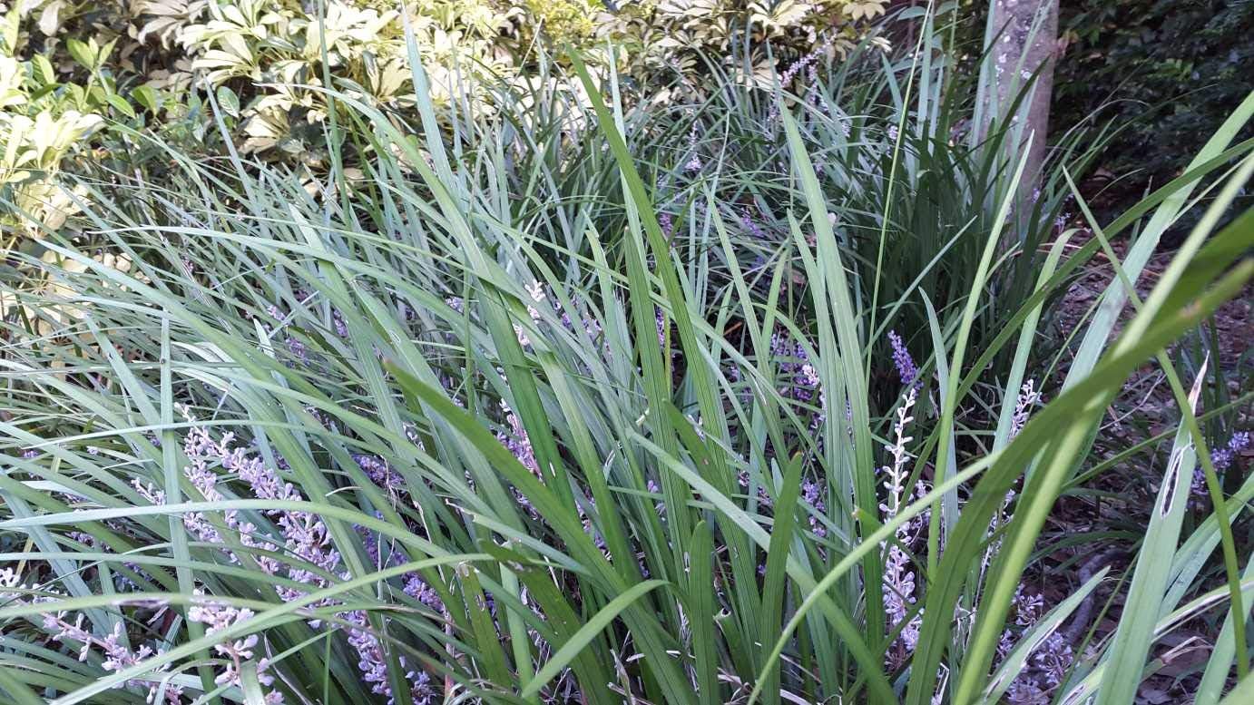 Evergreen Giant Liriope Muscari - 10 Live Plants - Drought Tolerant Low Maintenance Evergreen Groundcover Grass
