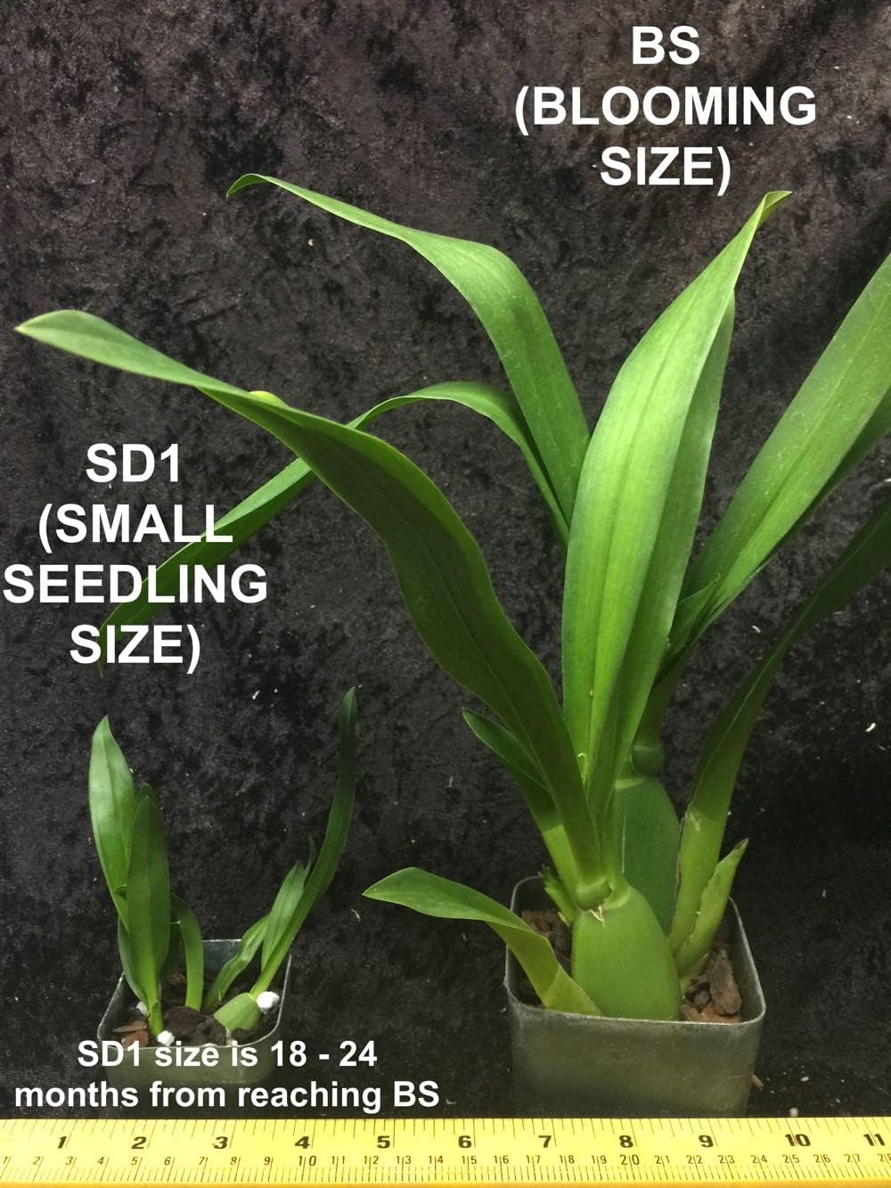 Charles M Fitch Izumi - Spicy Fragrance, Easy to Grow, floriferous (NOT in-Bud/Bloom When Shipped)