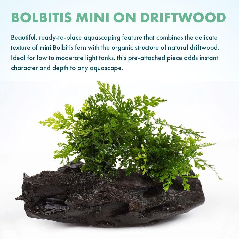 Live Planted Decor - Mini Bolbitis on Driftwood - Foreground to Midground Epiphytic Fern for Aquascaping, Aquarium Decor - Medium
