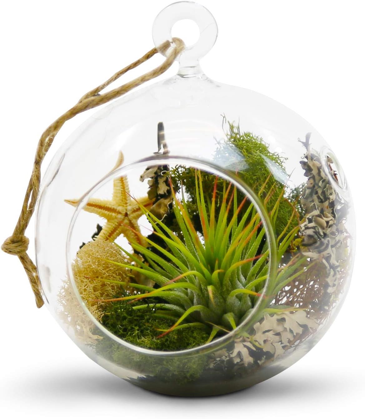 WGV Hanging Terrarium Globe, Width 4", Height 4.75", DIY Air Succulent Planter, Clear Glass Vase Orb with Flat Bottom, Candle Holder for Windowsill Outdoor Garden Decor, 12 Pieces Bulk