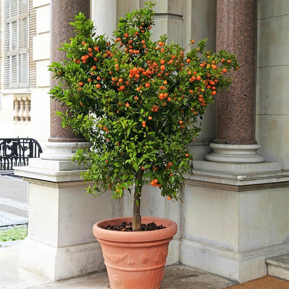 Brighter Blooms - Calamondin Tree, 2-3 Feet - Live Plant - No Shipping to AL, AZ, FL, GA, LA, OR, TX