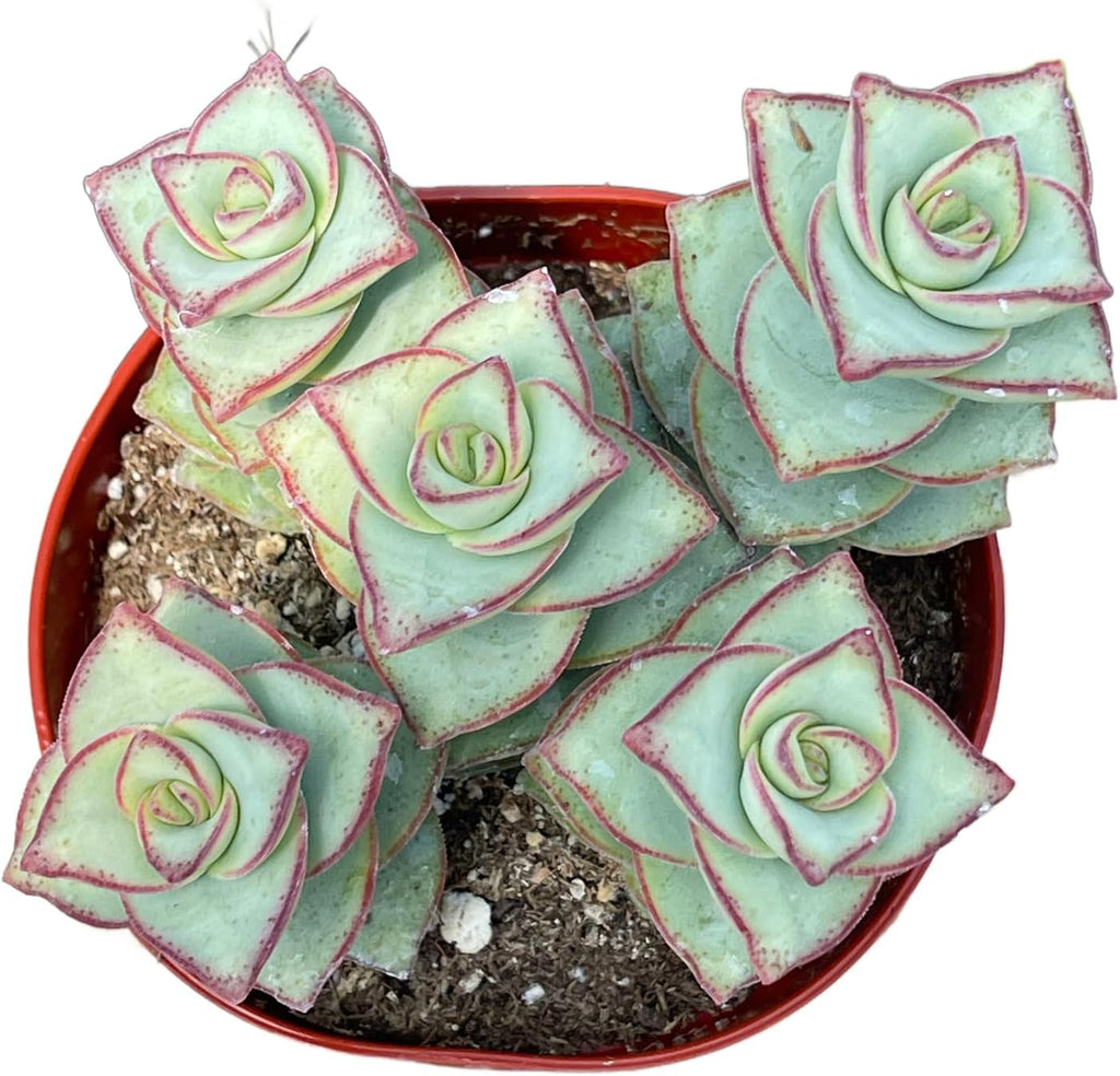 Live Succulent 4" Crassula Perforata Ivory Towers, Succulents Plants Live Fully Rooted House Plant for Home Office Decoration, DIY Projects by The Succulent Cult