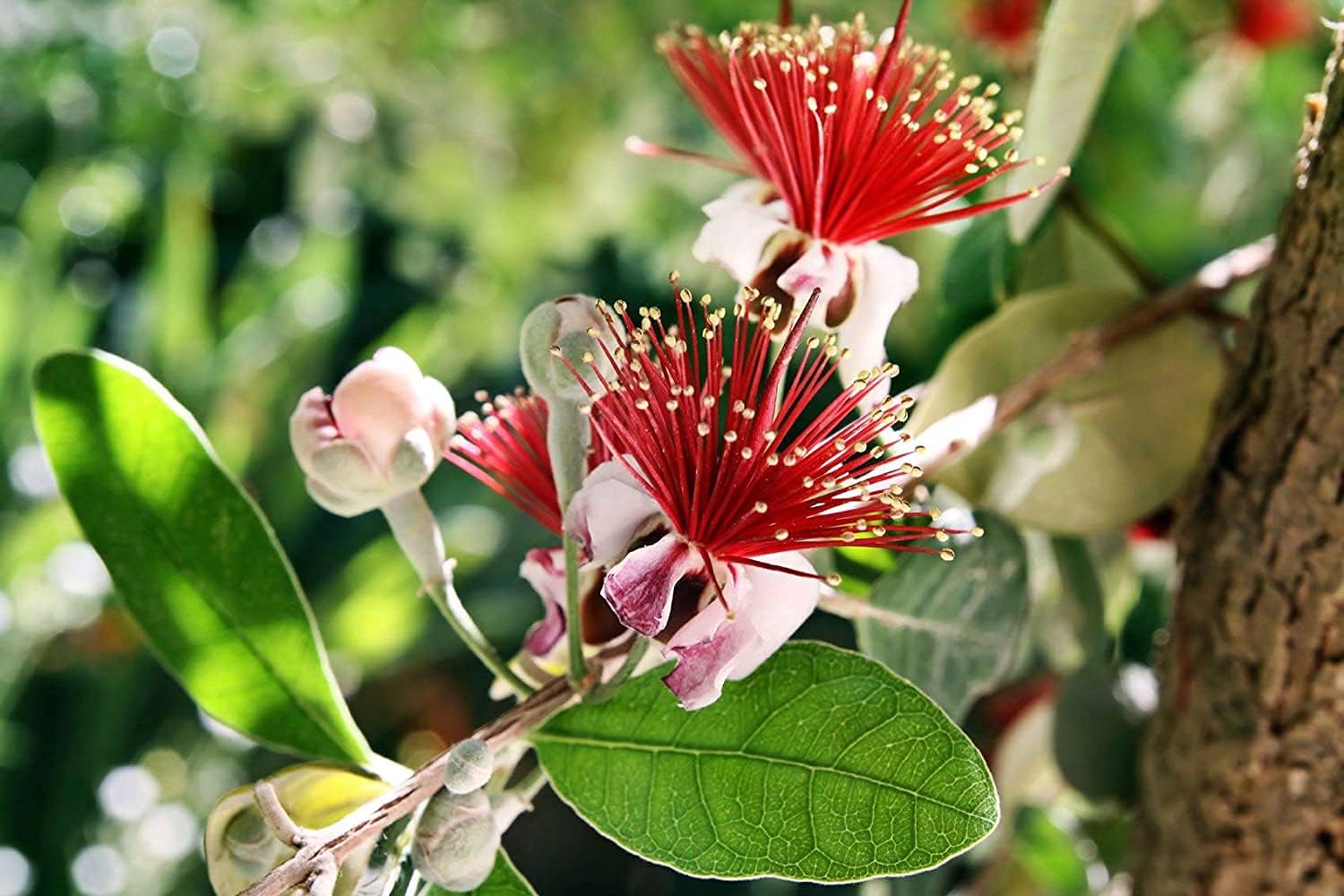 Pineapple Guava | 2 Large Gallon Size Plants | Feijoa Sellowiana | Edible Fruit Shrub and Fragrant Flowering Foliage