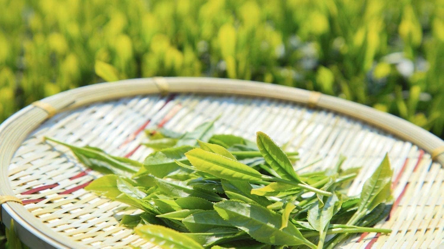 Tea Plant | Camellia Sinensis | 1 Large Live Gallon Size Plant | Grow and Brew Your Own Black White Green and Oolong Tea