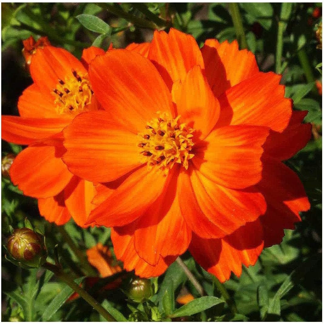 Red Crest Cosmos - Long Blooming Season