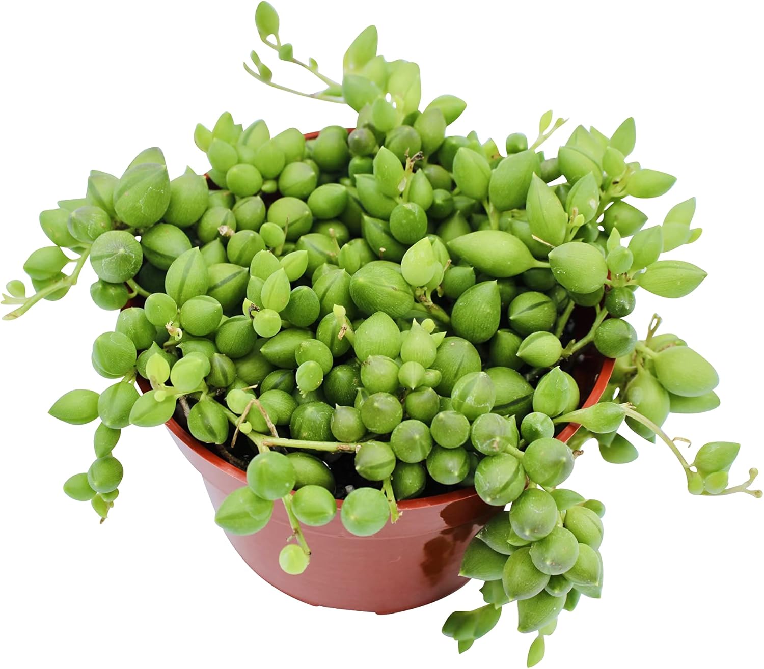 Live Succulent 4" String of Tears, Succulents Plants Live, Succulent Plants Fully Rooted, House Plant for Home Office Decoration, DIY Projects, Party Favor Gift by The Succulent Cult