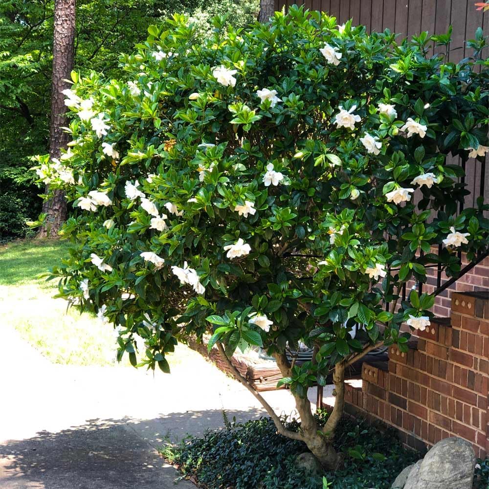 Gardenia Mystery - Gardenia Jasminoides. Hardy Evergreen Shrub with Large, Sweetly Fragrant White Flowers, Ideal for Landscaping and Container Gardening (2 Gardenia Mystery Plants in Cup)