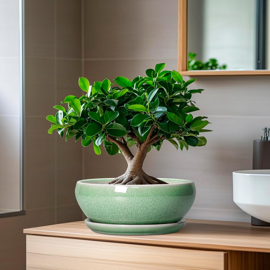 SQOWL Bonsai Planter - 8 Inch Ceramic Succulent Planters for Indoor Plants Outdoor, Shallow Round Planter with Drainage Hole and Saucer, Ceramic Bowl Planters, Home Decor, Birthday Gifts, Green