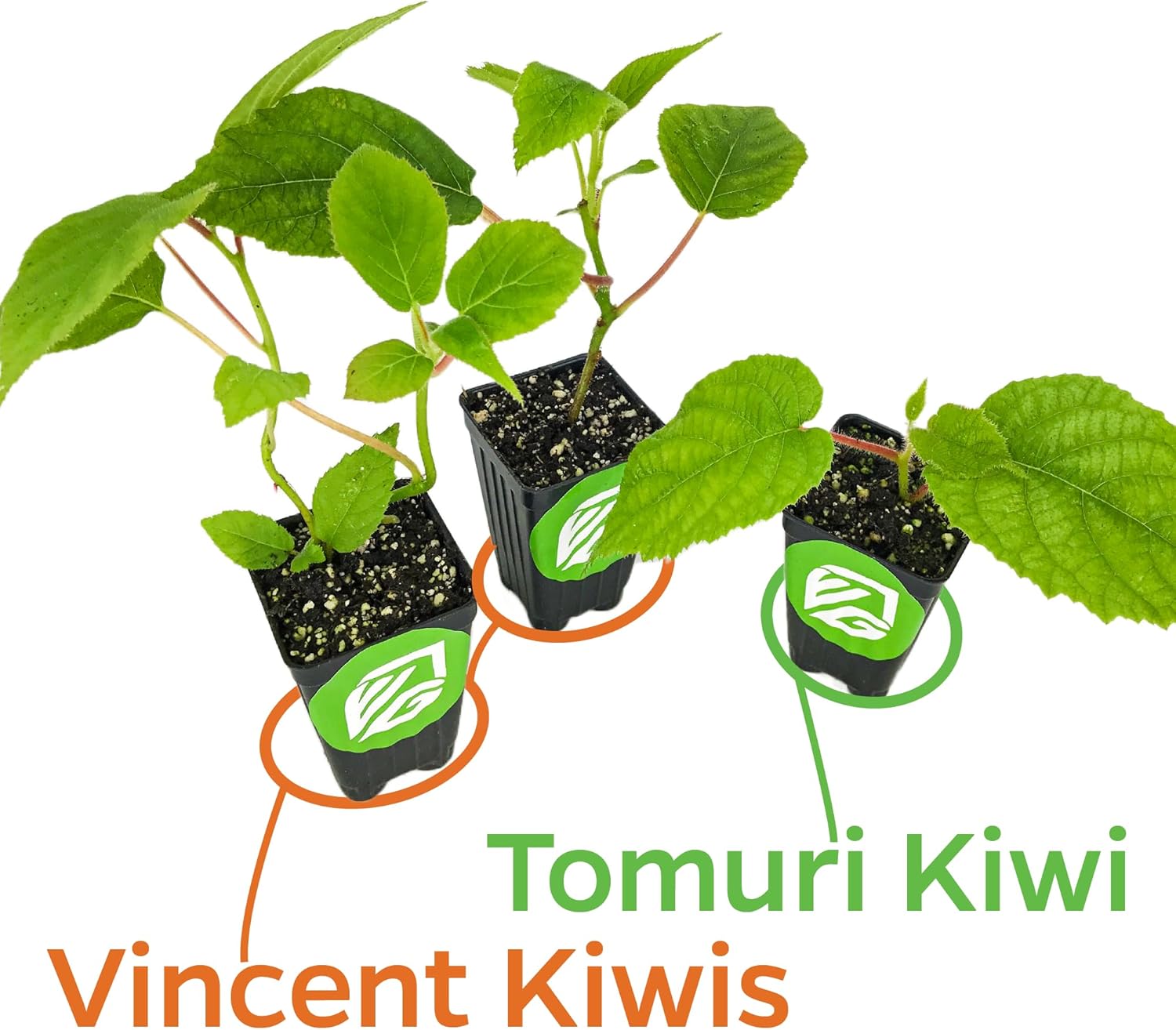 2 Vincent Female Kiwis & 1 Tomuri Male Kiwi (Actinidia chinensis) Bundle by Wellspring Gardens - Thriving Kiwi Plant Pairing - Perfect for Southern Gardens, Pollination Duo