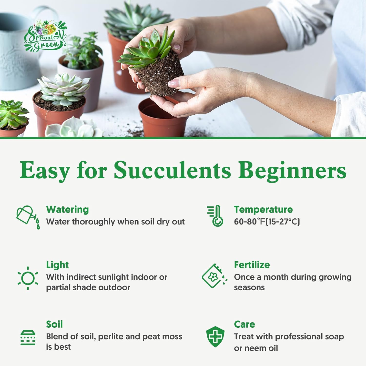 Sprout N Green Crassula Rupestris with 2 inch Starter Pot, Rare Live Succulent Plant Fully Rooted, Home Office Indoor Outdoor Wedding Decoration DIY Projects Party Favor