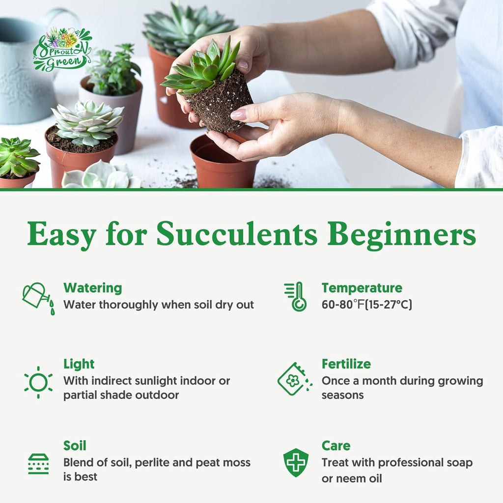 Sprout N Green Haworthia coarctata VAR. adelaidensis, Rare Live Succulent Plant Fully Rooted in 2inch Starter Pot, Home Office Indoor Outdoor Wedding Decoration DIY Projects Party Favor