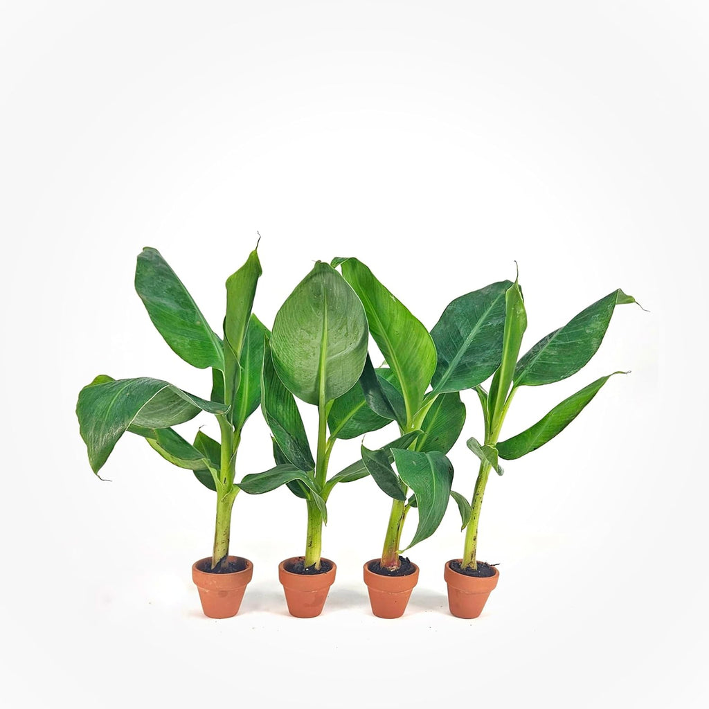 4 Live “Double Mahoi” Banana Plants – Rare Dwarf Variety, Grows 2 Bunches Per Plant – Indoor/Outdoor Edible Tropical Fruit Tree – Self-Pollinating