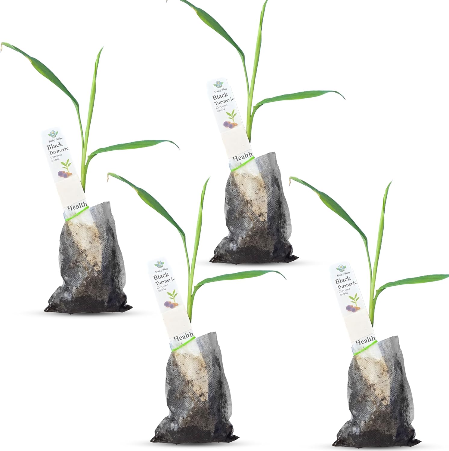Premium Live Black Turmeric (Curcuma caesia) Plants - Rare Herbal Medicinal Plant, Perfect for Home Gardens (4 Black Turmeric Bags)