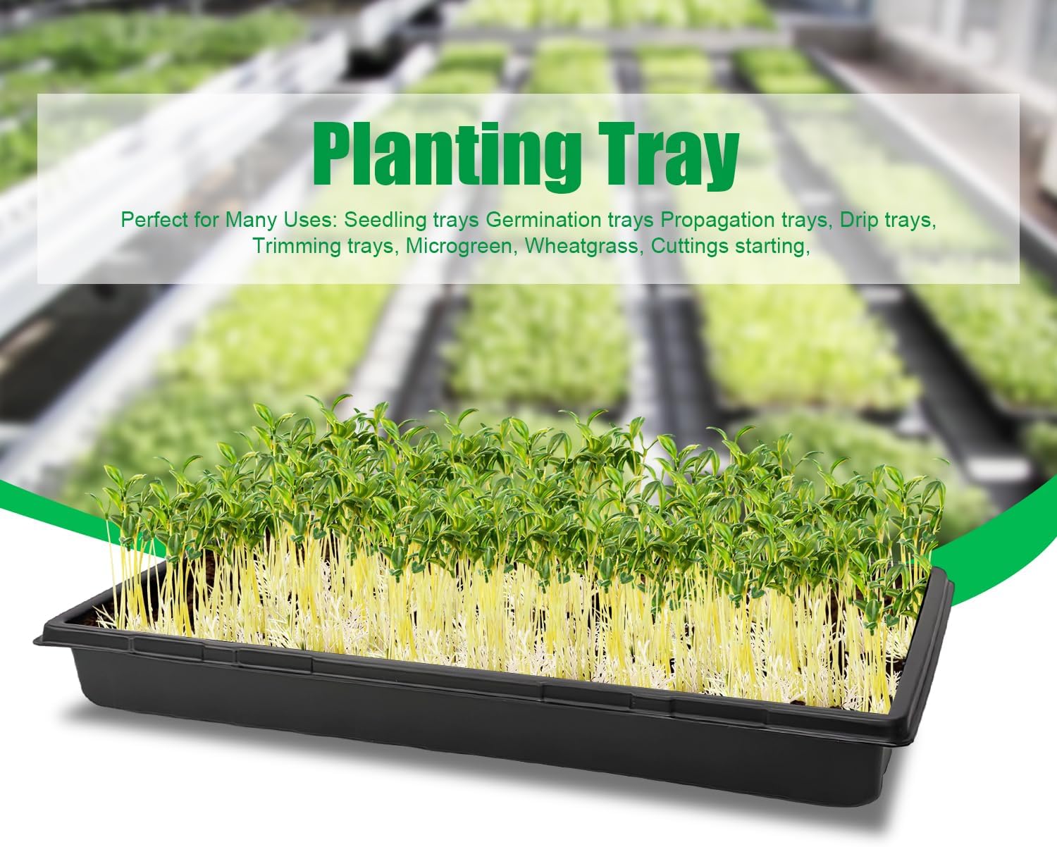 10 Pack 1020 Trays, Extra Thick Heavy Duty Seed Starting Trays - No Holes, No Leak, Reusable Propagation Flats for Microgreens, Seedlings, Plant Germination, Fodder and Transplant