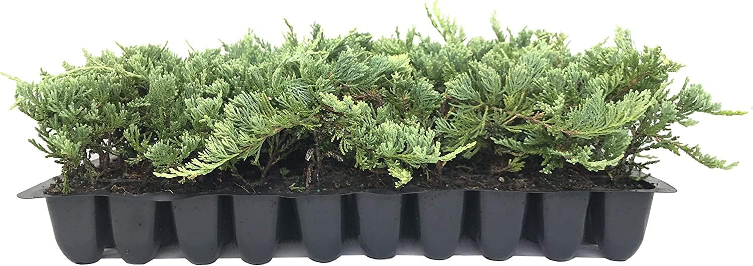 Blue Rug Juniper | 10 Live Plants | Juniperus Horizontalis | Ground Cover Evergreen | Drought Tolerant Landscaping