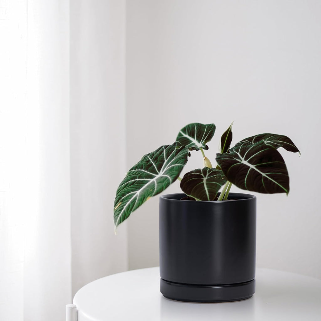 D'vine Dev 3 Inch & 4 Inch & 6 Inch, Set of 3 Round Ceramic Planter Pot with Drainage Hole and Saucer, Black, 94-T-S-2