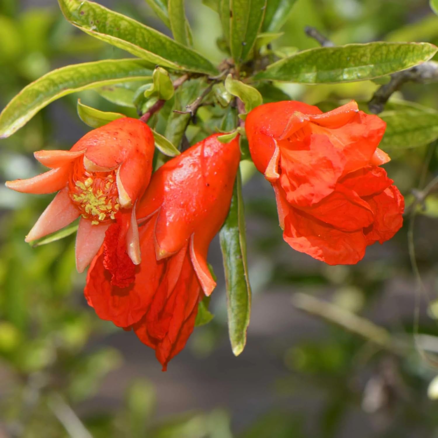 Live Pomegranate 'Wonderful' Plants (Punica Granatum 'Wonderful') - Fruit-Bearing, Drought-Tolerant, Easy to Grow (4 stevia sacs)