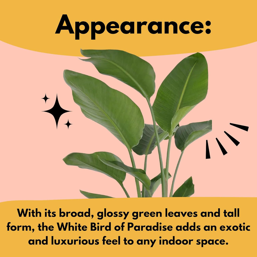 United Nursery White Bird of Paradise – Strelitzia Nicolai in 10” Grower Pot – 32–36 Inches Tall – Large Tropical Indoor Plant – Easy-Care Air-Purifying Floor Plant for Home or Office