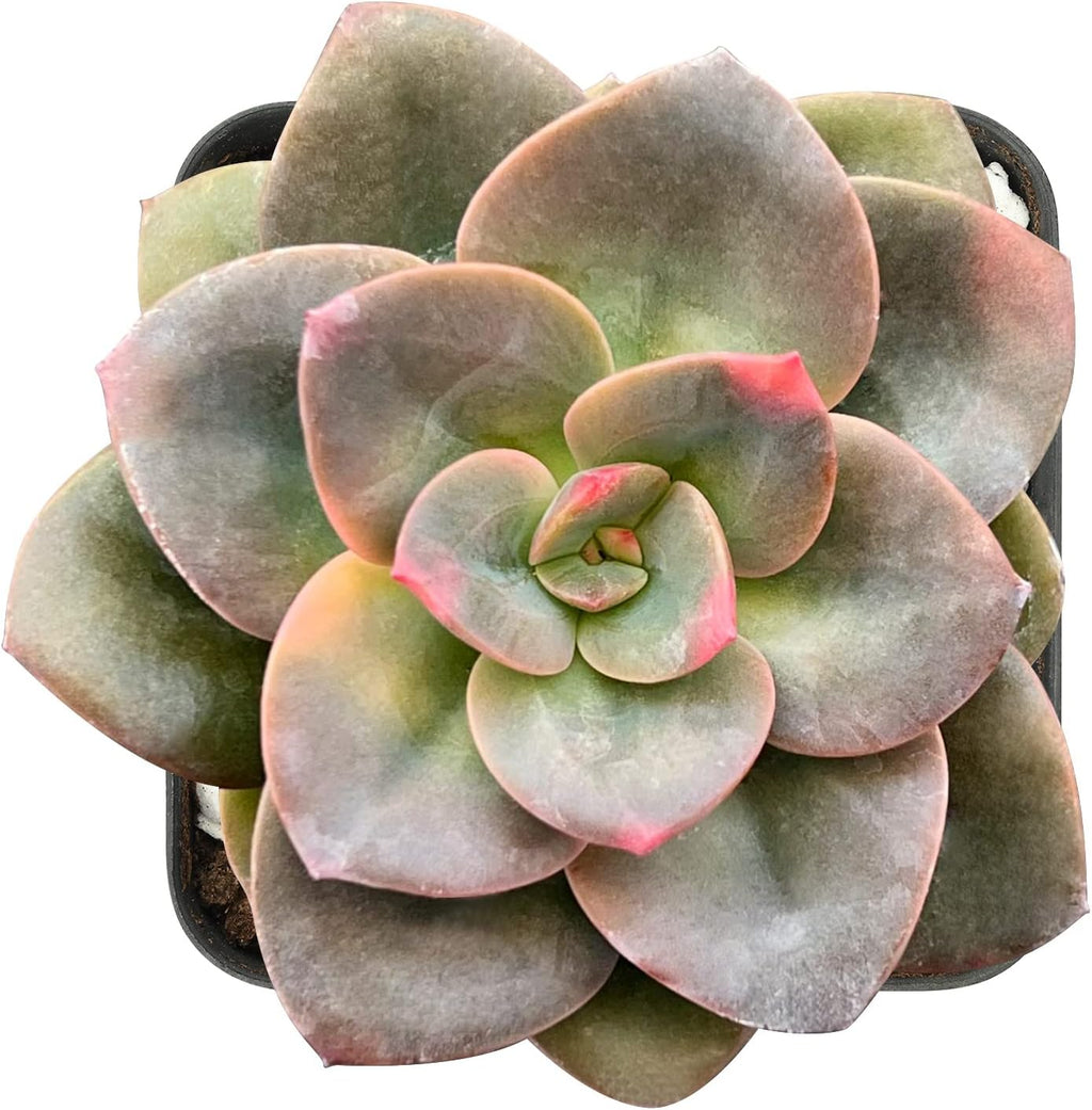 Sprout N Green 2in Echeveria Chroma, 1 Pack Rare Live Mini Succulent Plant Fully Rooted in Pot, Real House Plant for Indoor Outdoor Home Office Wedding Decoration DIY Projects Party Favor