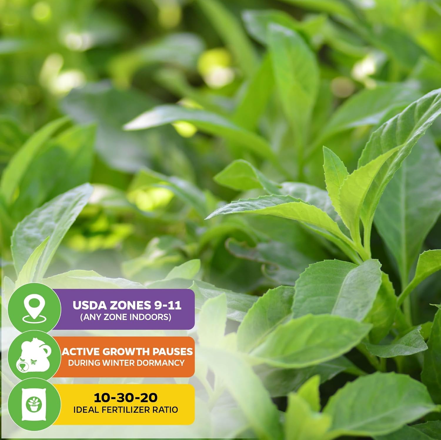 Longevity Spinach Live Plant - Gynura procumbens - Wellspring Gardens Nutrient-Rich Live Vegetable Plants - Vibrant & Healthy Plants, Easy to Grow & Maintain - Ideal for Outdoor & Indoor Planting