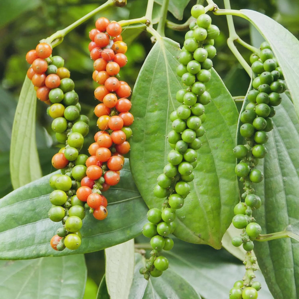 Black Pepper Plant Live, 4 to 6 Inches Tall, Live Pepper Plant, Piper Nigrum Live Plant, Herb Plant for Garden