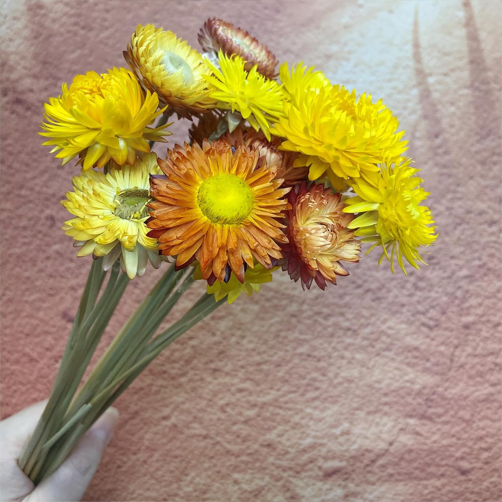 L'BREVOGA Dried Flower Bouquets,16 pcs 100% Natural Daisy Strawflower for Decoration Home Party - Yellow & Champagne