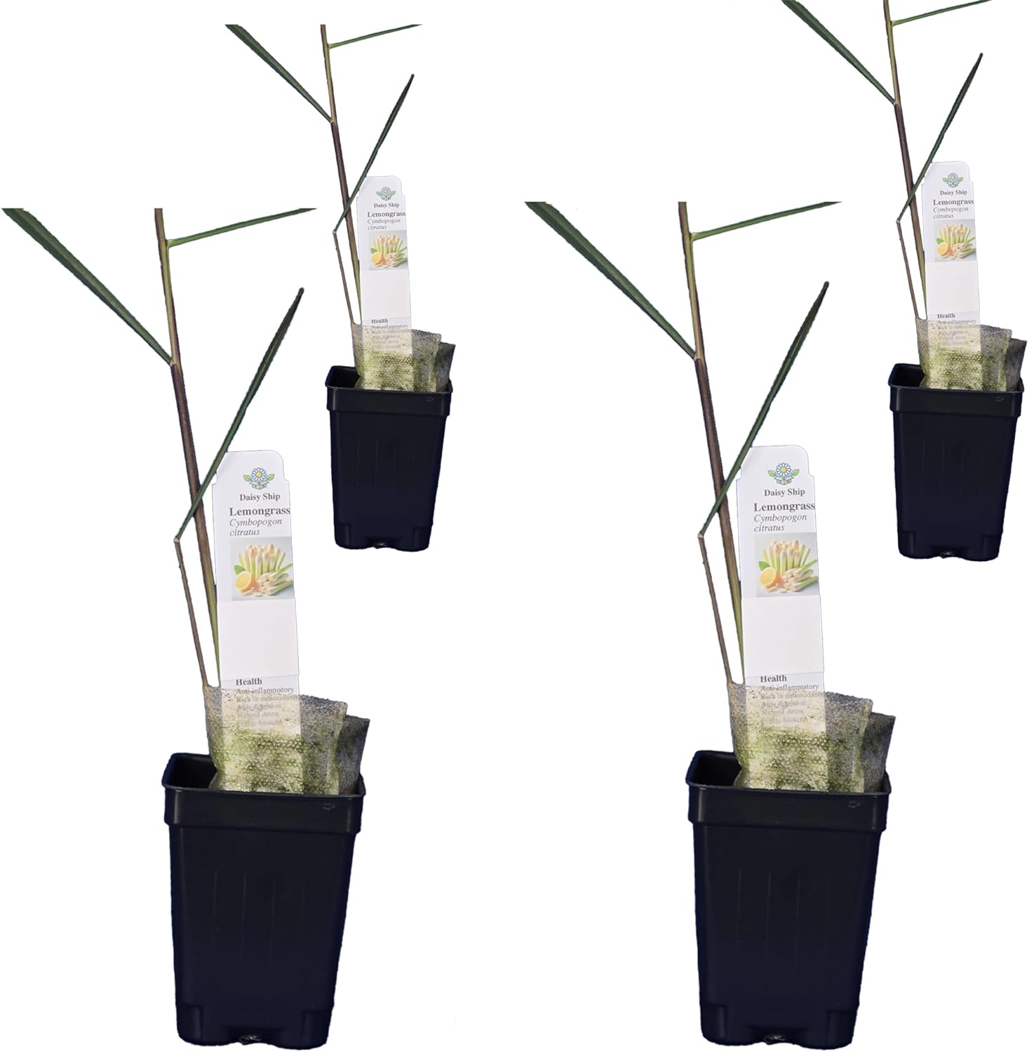 Lemongrass - Cymbopogon citratus. Live Plant. Fragrant, Fresh, Edible. Easy Grow. Indoor/Outdoor. (4 Lemongrass in Cup)
