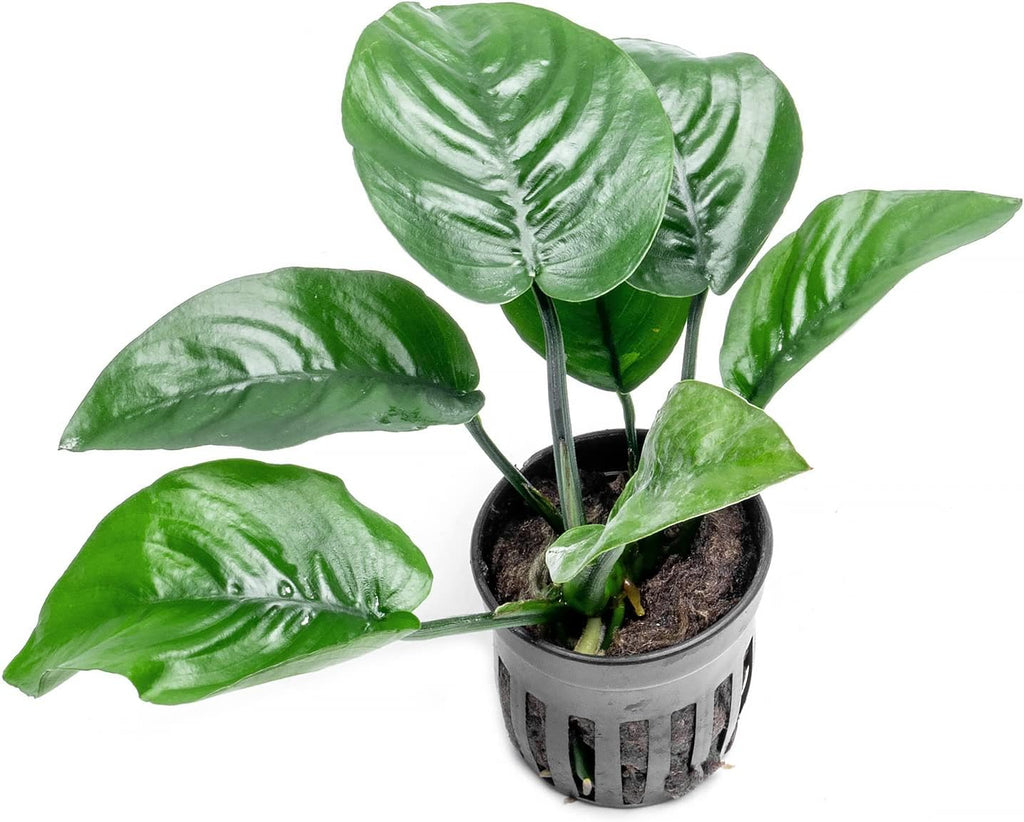 Anubias Live Aquarium Plants - Potted Freshwater Plant for Fish Tanks, Terrariums - Beginner Friendly Low Light (Barteri Butterfly, 1 Pot)