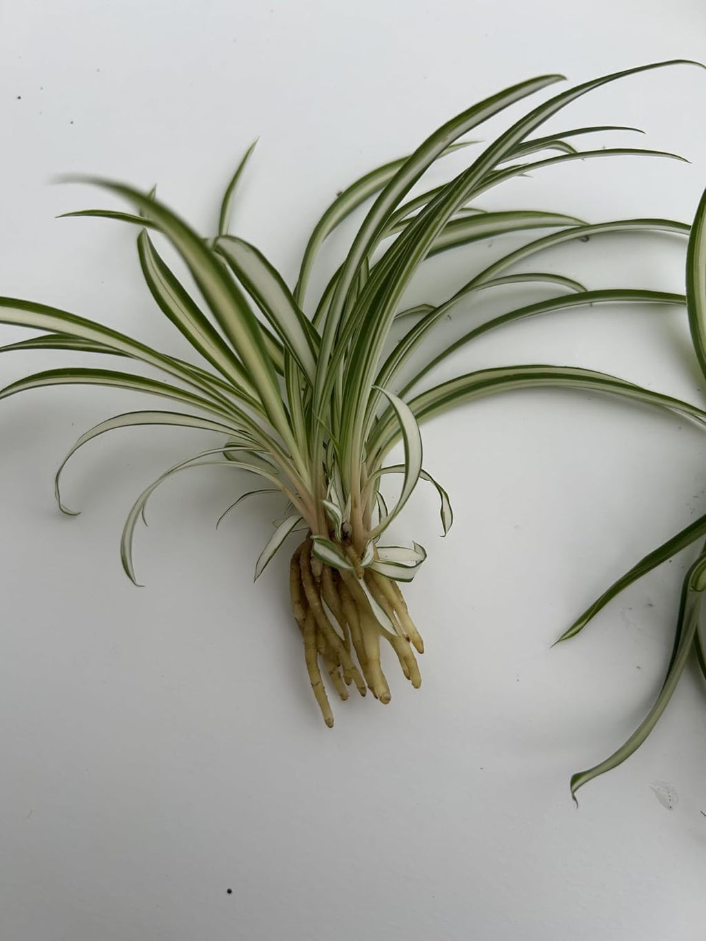 6 Pack Spider Plant Babies ~ Collectors Pack 6 Varieties ~ Airplane, Reverse, Hawaiian, Bonnie Curly, OG Green, Green Ocean - Live Starter Plants ~ Air Purifying, Low Maintenance, Easy Houseplant