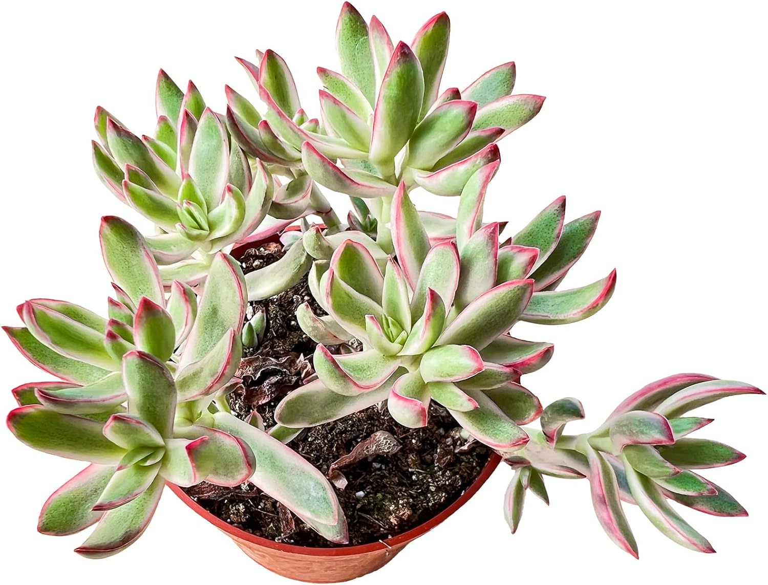 Sprout N Green Crassula rubricaulis 'Candy Cane', Live Succulent Fully Rooted in 4" Pot, Rare House Plant for Home Indoor Holiday Wedding Garden Decor, DIY Projects, Party Favor