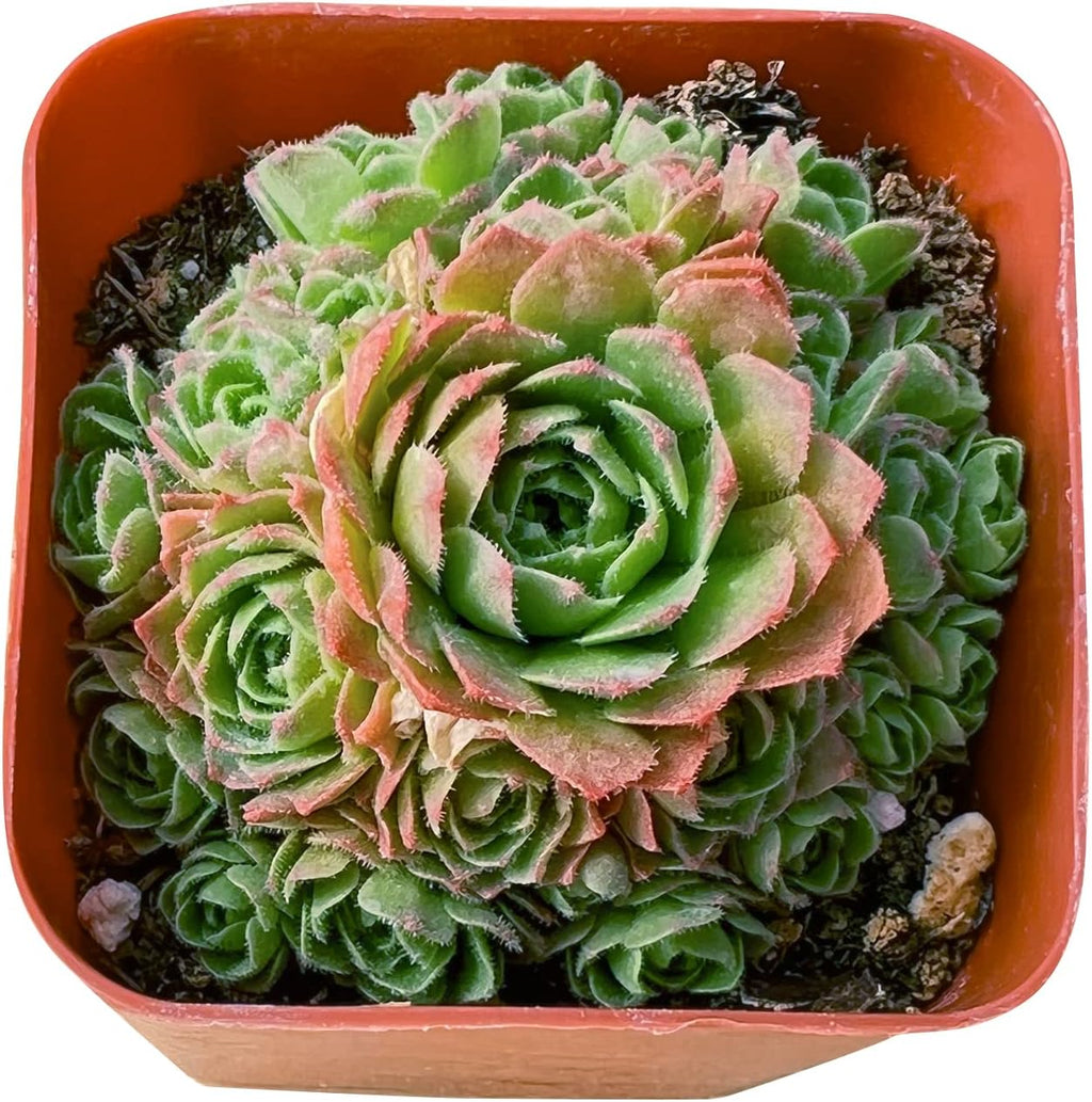 Sprout N Green Rosularia platyphylla, 1 Live Succulent Plant Fully Rooted in 2" Pot, House Plant for Indoor Outdoor Home Office Wedding Decoration DIY Project Party Favor
