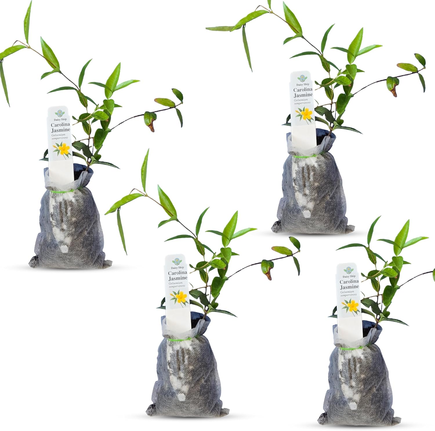 Carolina Jasmine Plant, Live Evergreen Vine, Fragrant Yellow Blooms, Fast Growing Climber for Trellis, Fences, or Arbors - Gelsemium sempervirens - 4 Bags